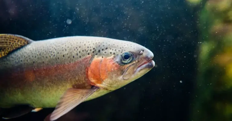 A steelhead trout swimming underwater in clear water.