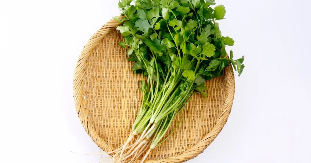 Fresh cilantro leaves and stems on a white plate, the leafy part of the coriander plant